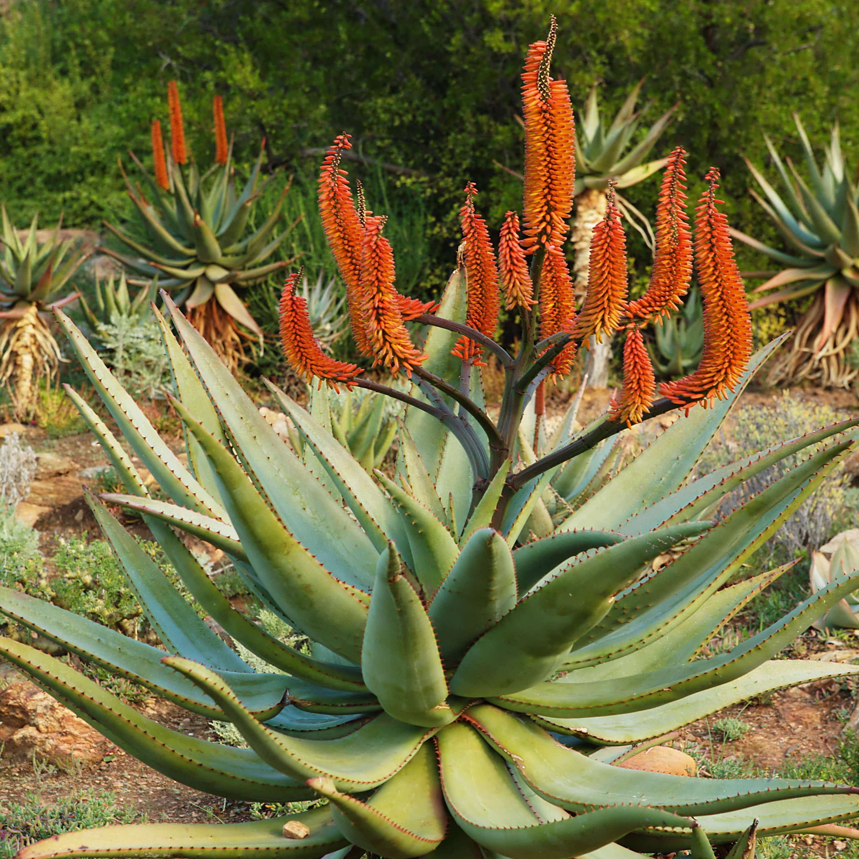 Aloe ferox en fleurs