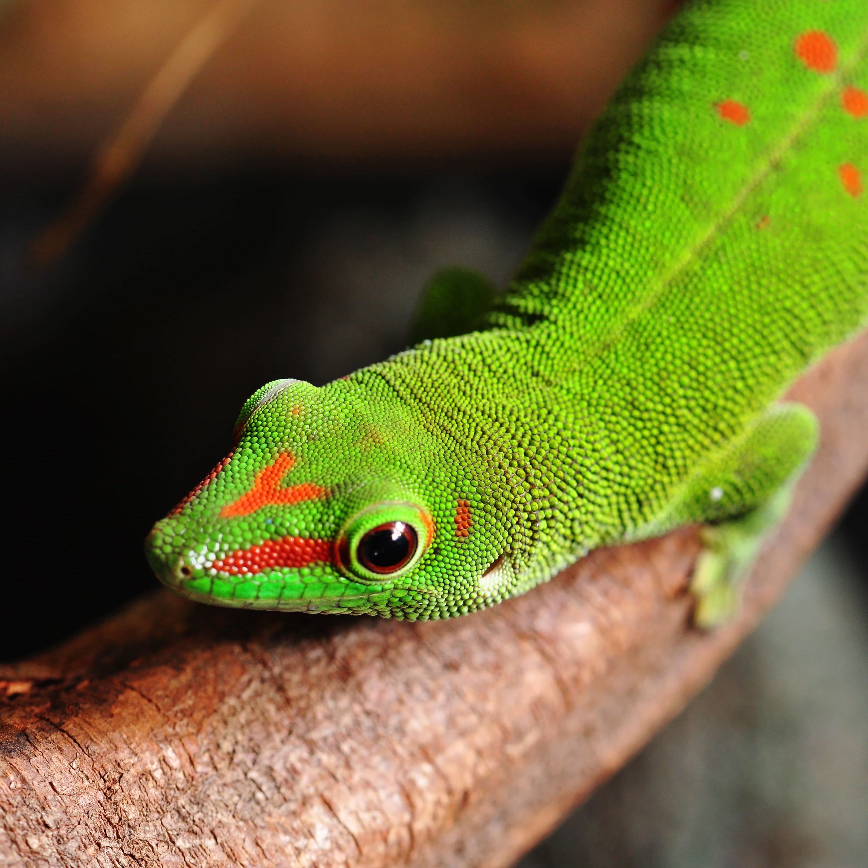 gecko diurne de Madagascar